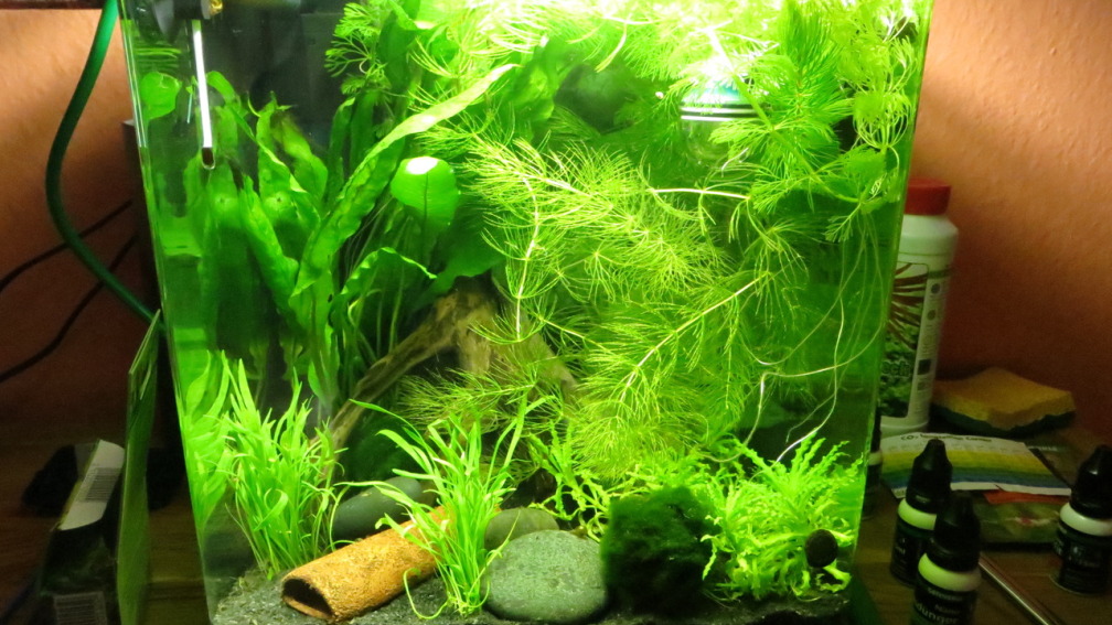 Aquarium Hauptansicht von It's not the size that matters