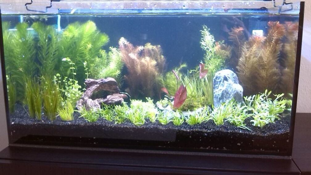 Aquarium Hauptansicht von Wirbellose und Lebendgebärende