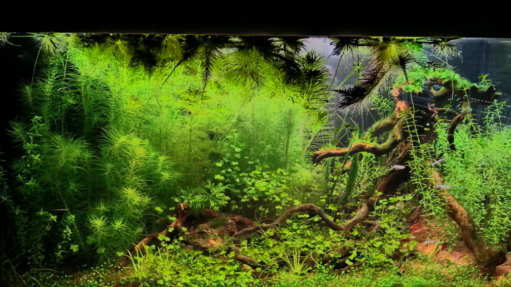 Aquarium Hauptansicht von Blue-Eyed Angels (nur noch Beispiel)