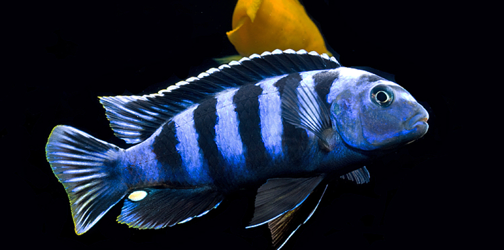 Aquarium Hauptansicht von "Lido 200" - "Saulosi Artenbecken"