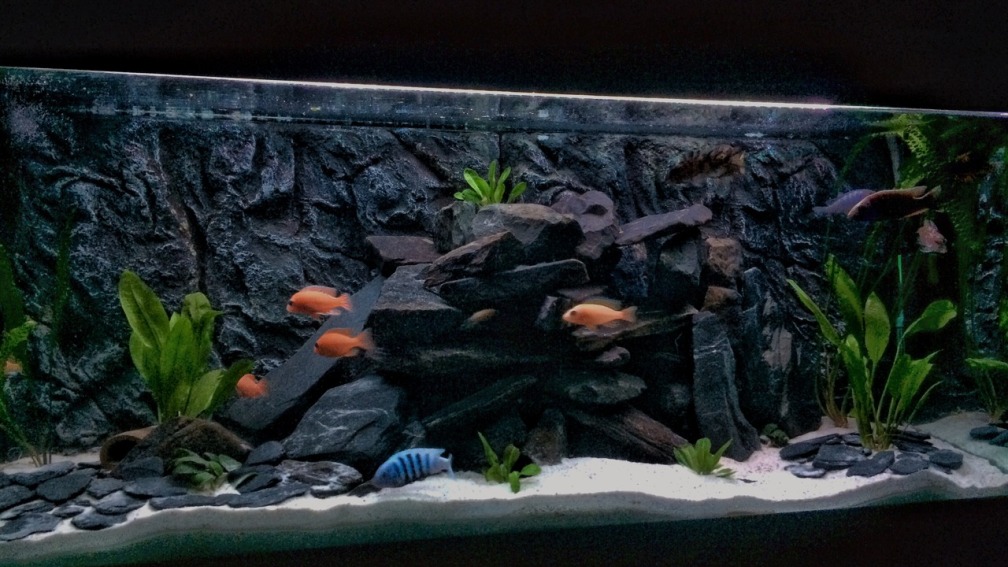 Aquarium Hauptansicht von Kleines Heim