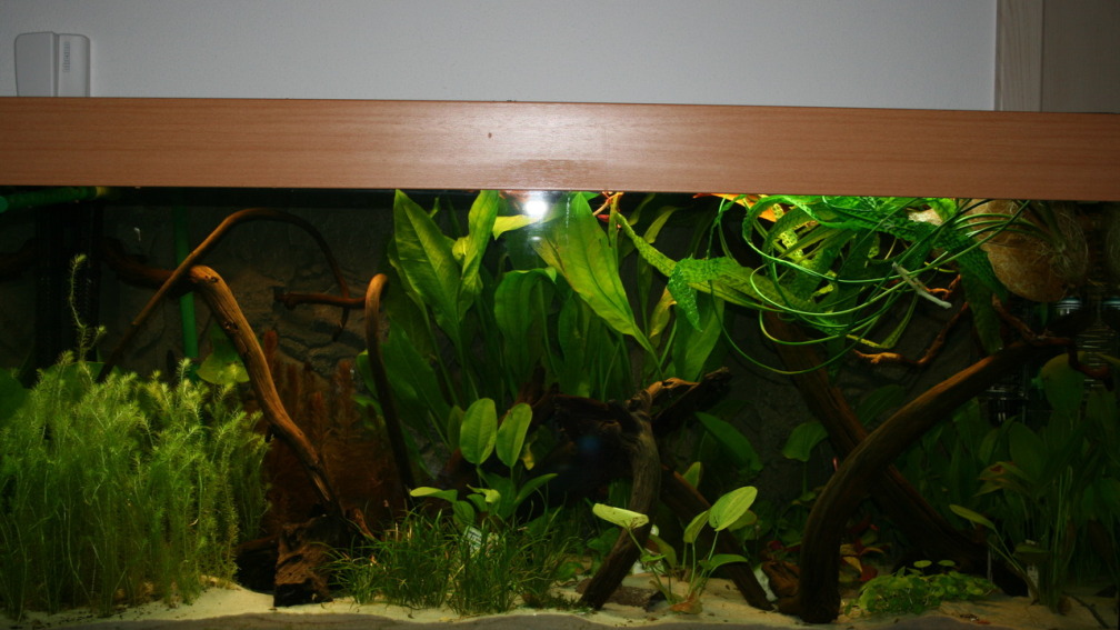 Aquarium Hauptansicht von Becken 30865