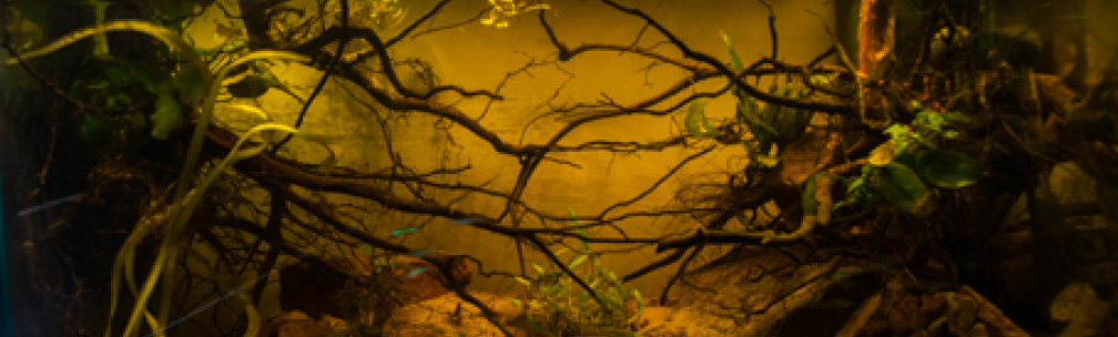 Aquarium Hauptansicht von P. taeniatus