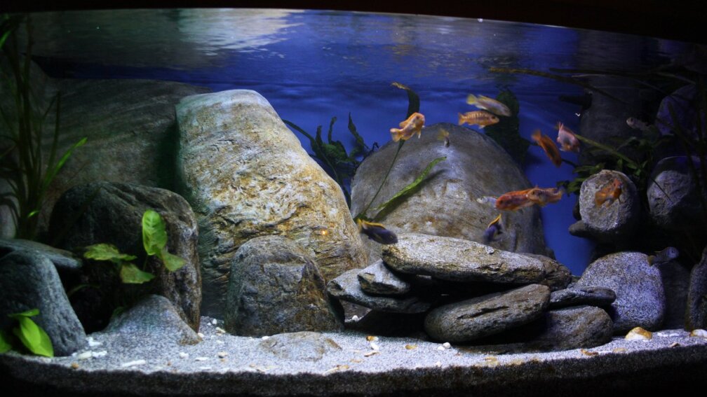Aquarium Hauptansicht von Malawibecken