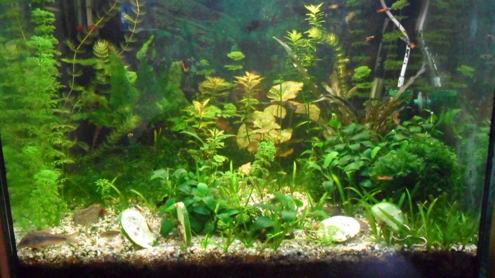 Aquarium Hauptansicht von mini becken