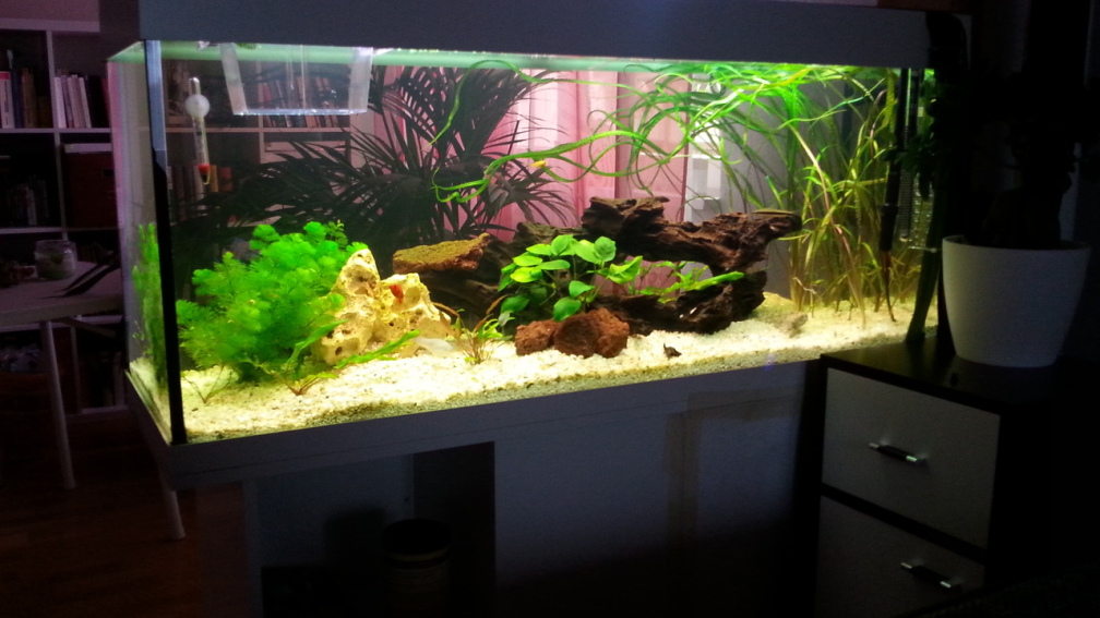 Aquarium Hauptansicht von juwel 240l