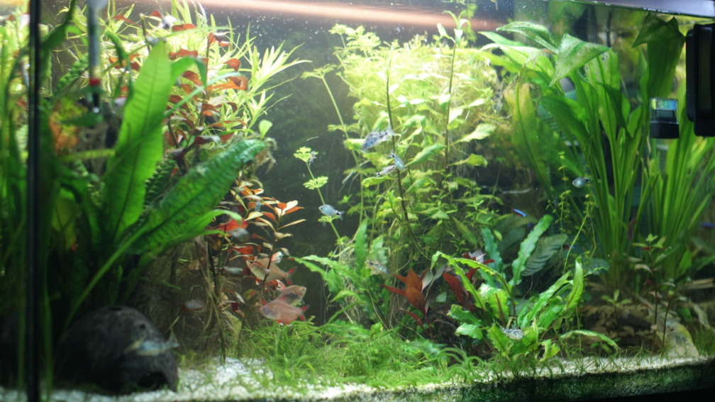 Hauptbild vom Aquarium Nr.2 10.01.2015