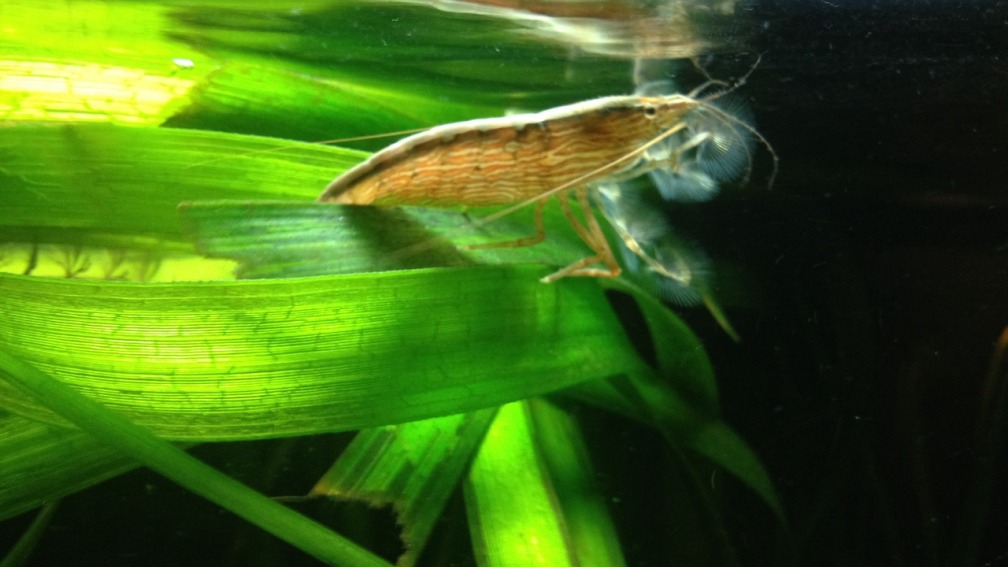 Aquarium Hauptansicht von East meets west (aufgelöst)