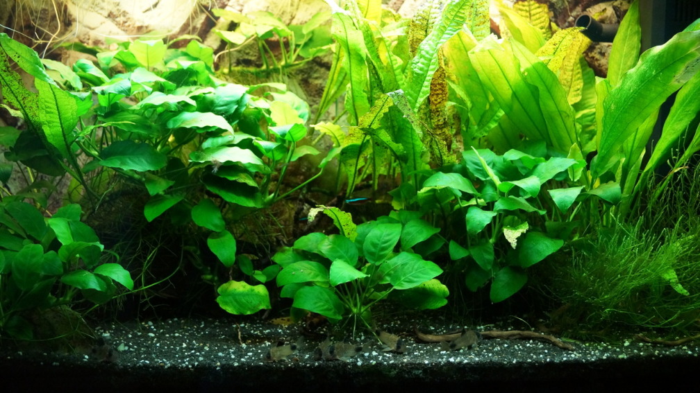 Aquarium Hauptansicht von Rekord 800