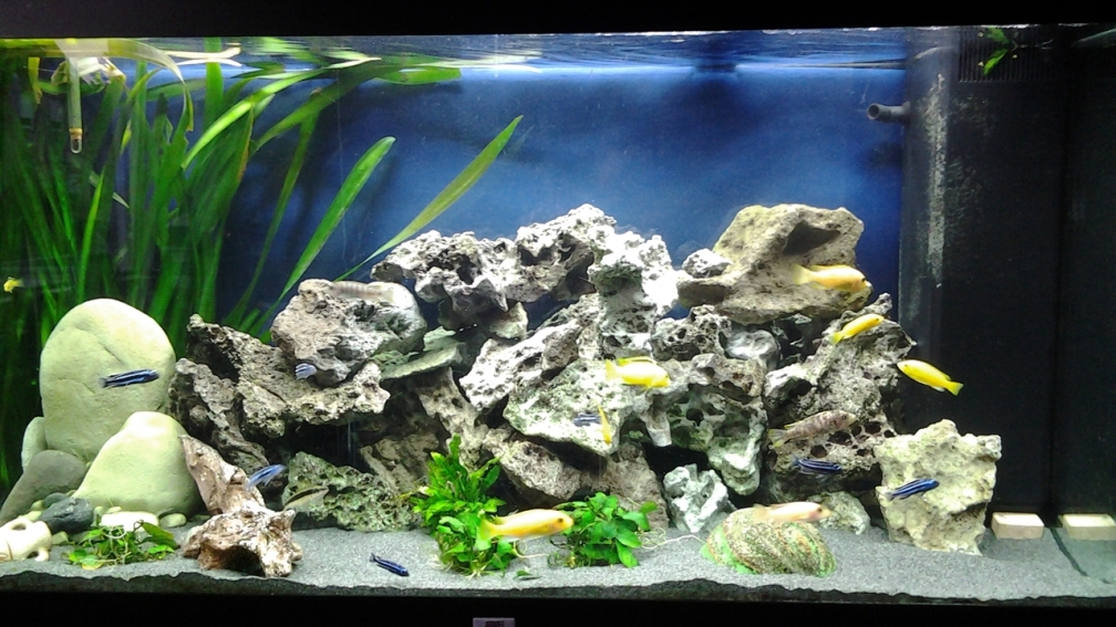 Malawi Aqaurium 350 L