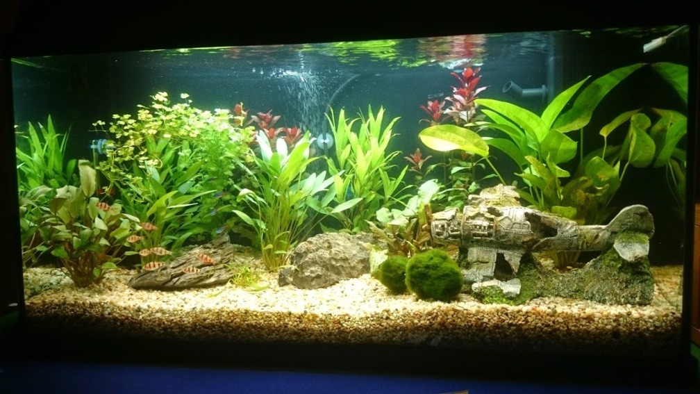 Aquarium Hauptansicht von ersten aquarium