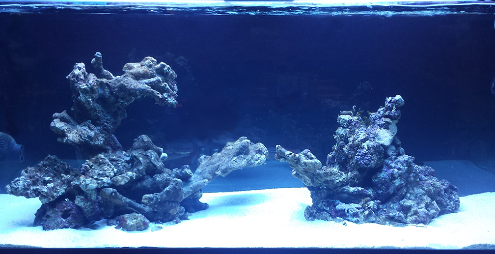 Aquarium Hauptansicht von Flev´s 1,1K MeWa Tank