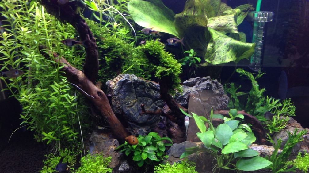 Aquarium Hauptansicht von Amano-Style