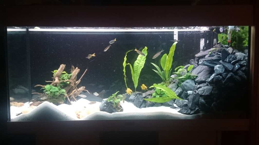 Aquarium Hauptansicht von Mein erster Versuch