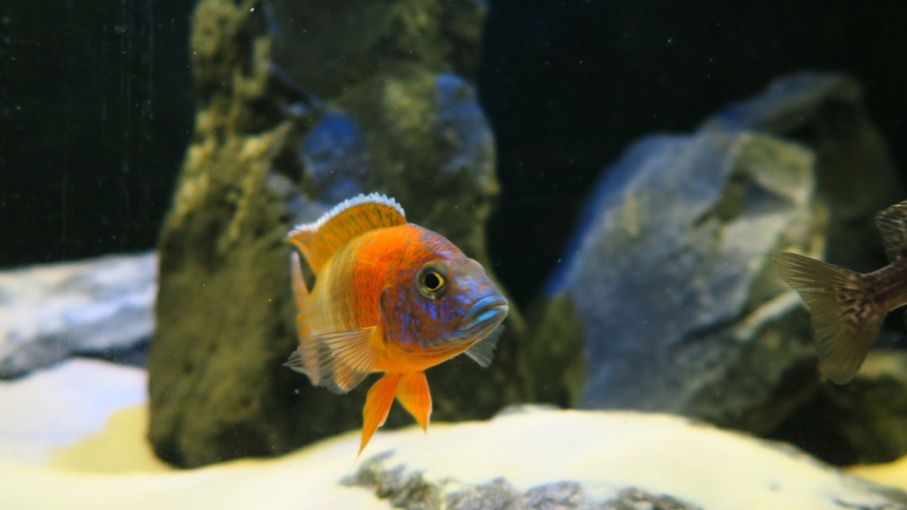 Aquarium Hauptansicht von MalawiSpeluncam