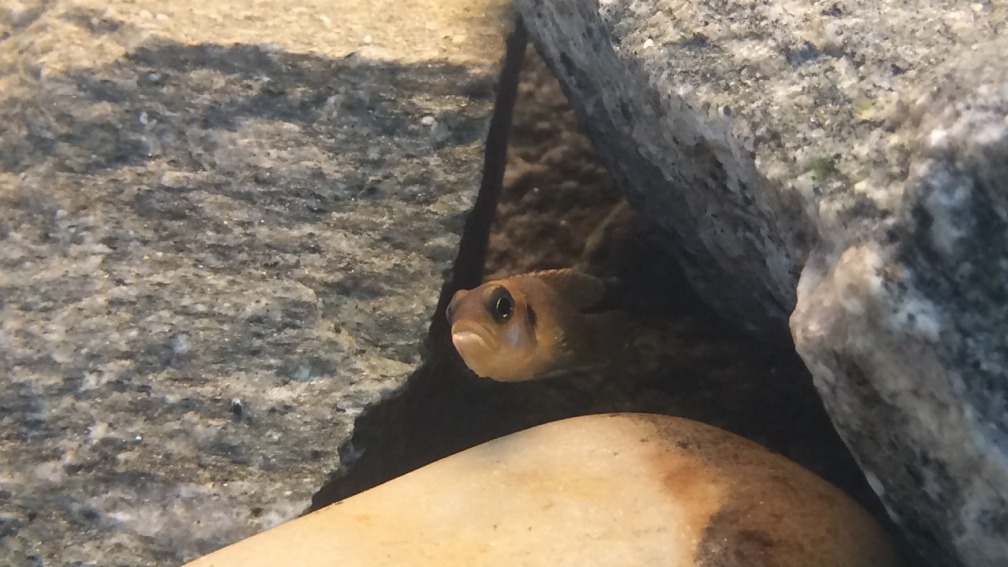 Aquarium Hauptansicht von Tanganjikabecken