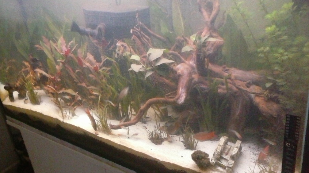 Rotkopfsalmler/Paradiesfisch/Corydoras 200L Aquarium