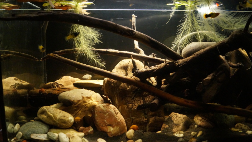 Aquarium Hauptansicht von Platy Biotop
