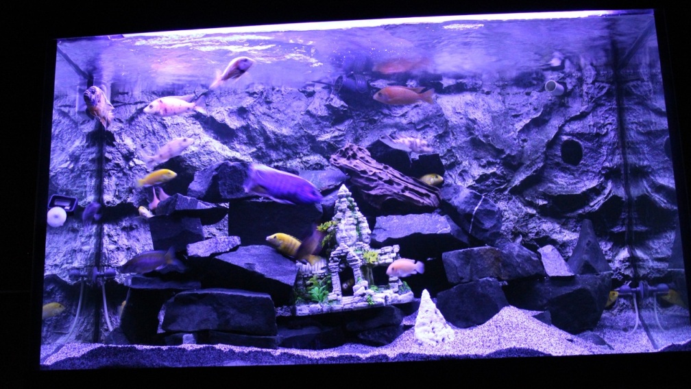 Aquarium Hauptansicht von Becken 31106