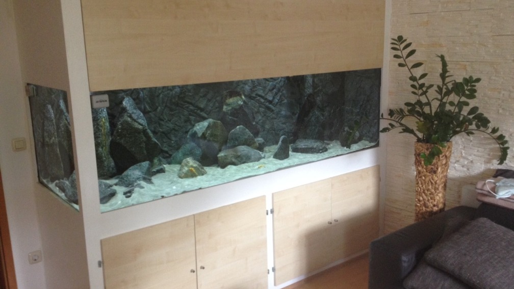 Aquarium Hauptansicht von Petrochromis "Namansi" Nur noch als Beispiel