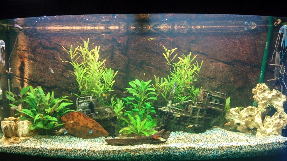 Gesellschaftsaquarium