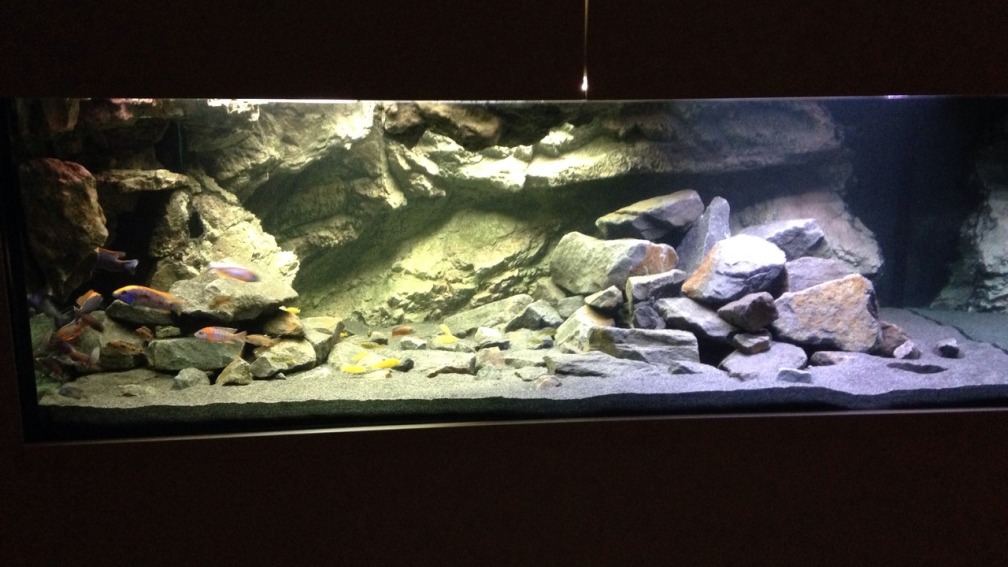 Aquarium Hauptansicht von Lennis Malawi Cave