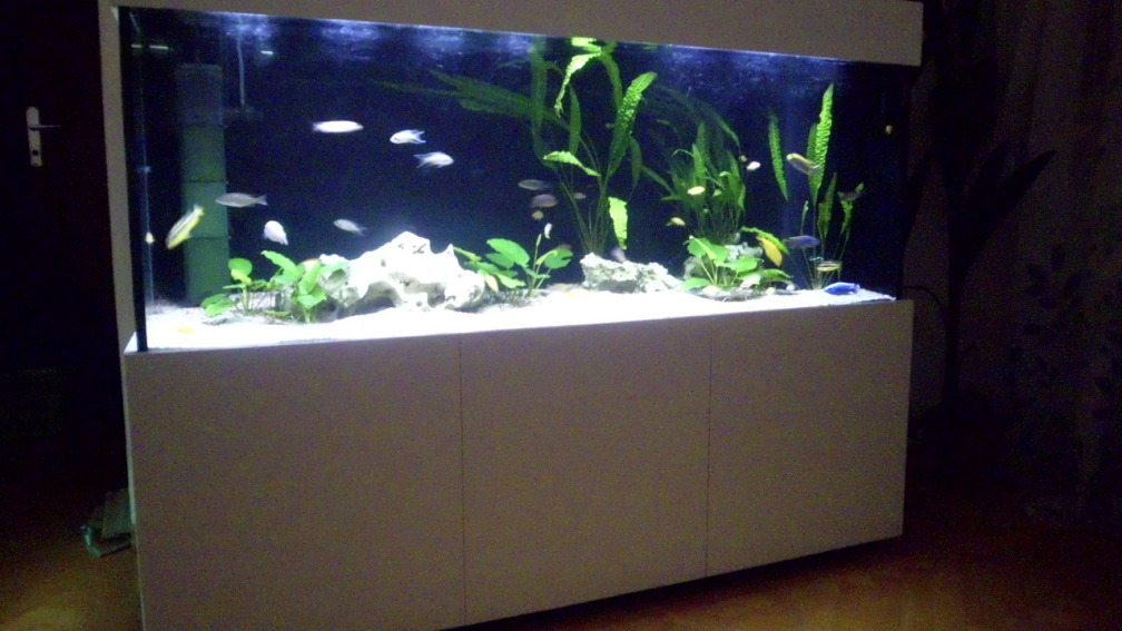 Aquarium Hauptansicht von Fisch-TV für meiner Tochter