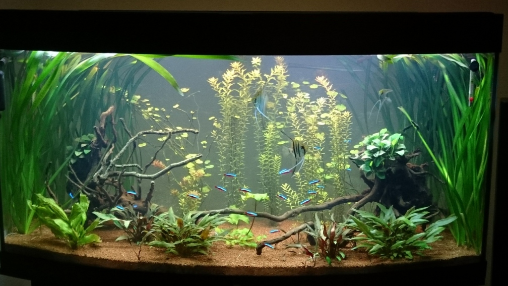 Aquarium Hauptansicht von Grüne Oase