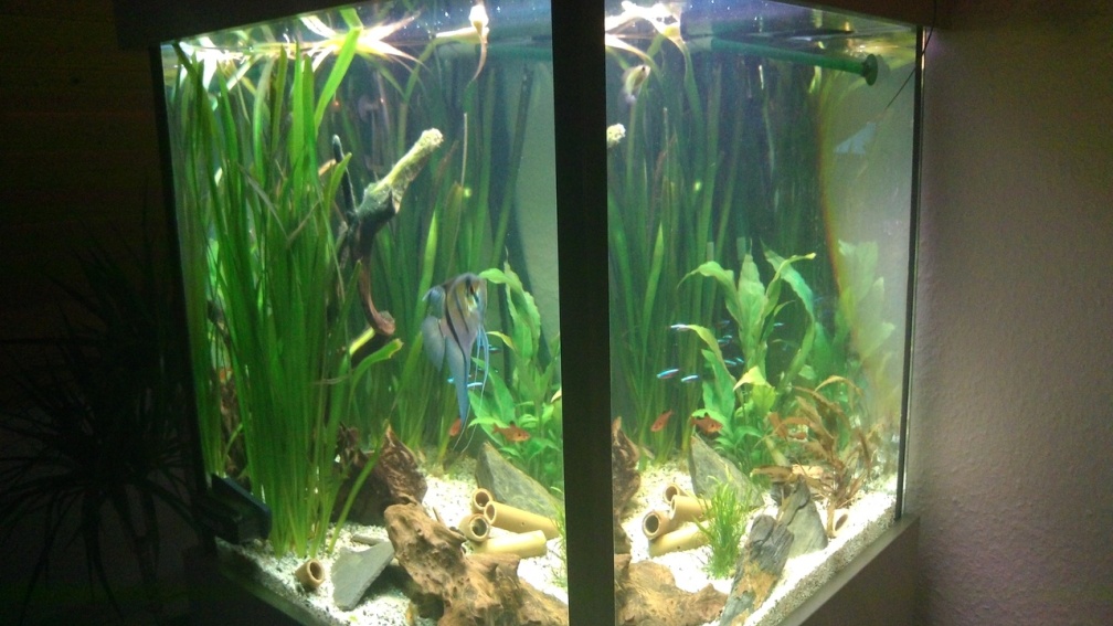 Aquarium Hauptansicht vom Südamerikawürfelchen