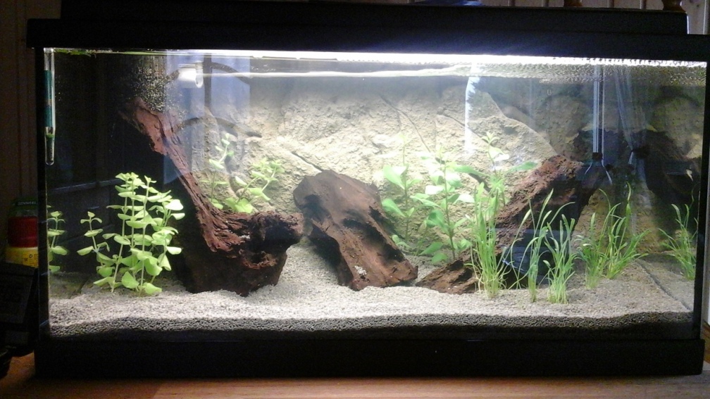 Aquarium Hauptansicht von Garnelen auf der Diele