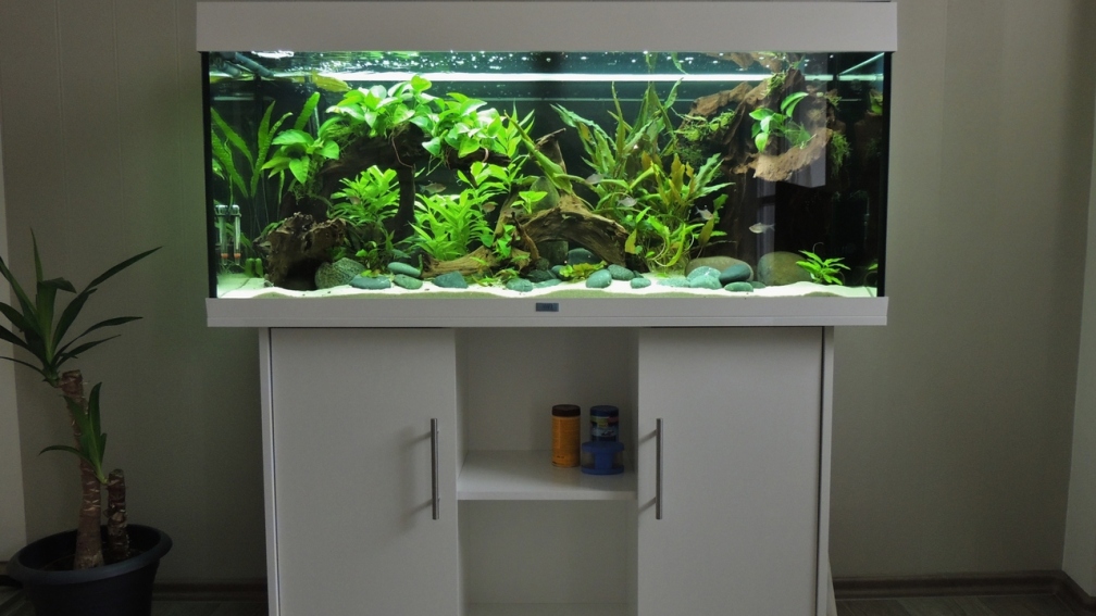 Aquarium Hauptansicht von Rio Orinoco 2
