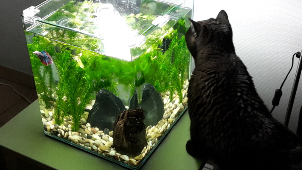 Aquarium Hauptansicht von Kafi Exil