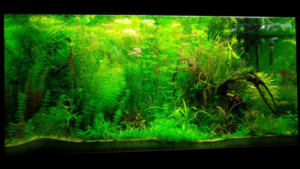 Jungle Underwater