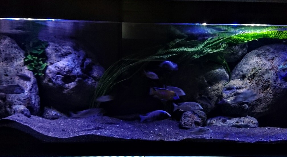 Aquarium Hauptansicht von Malawi Übergangszone