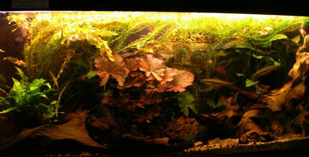 Aquarium Hauptansicht von Becken 3127