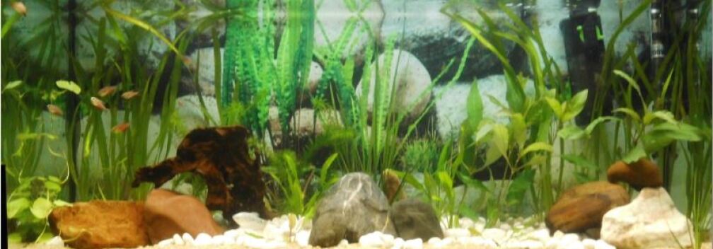 Aquarium Hauptansicht von Asien trifft Amerika