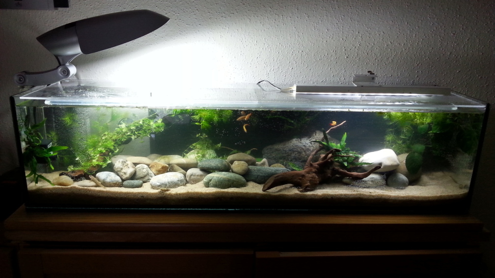 Aquarium Hauptansicht von Grundelbecken