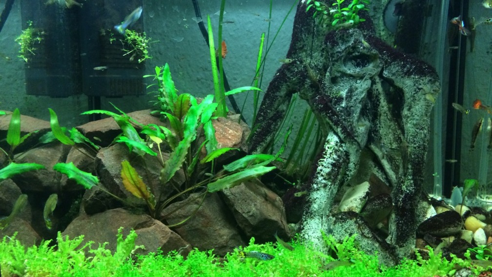 Guppy Spielplatz