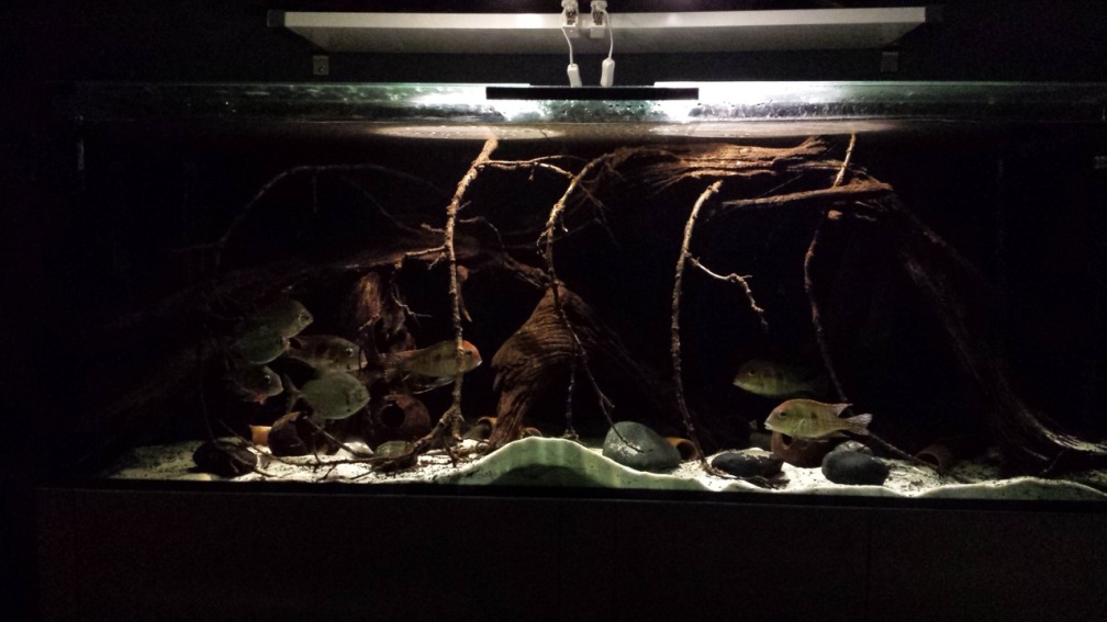 Aquarium Hauptansicht von Southamerican wood