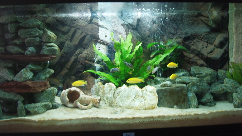 Mein erstes Aquarium, mit dem vorgesehenen Besatz mit Labidochromis Yellow und Mbamba