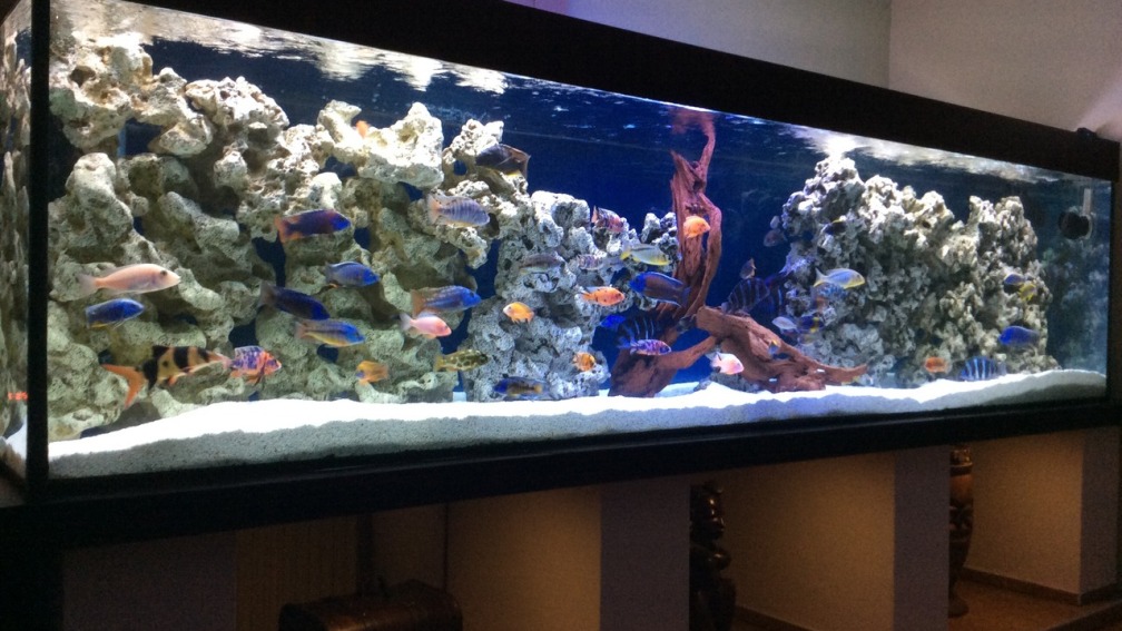 Aquarium Hauptansicht von DARIUS