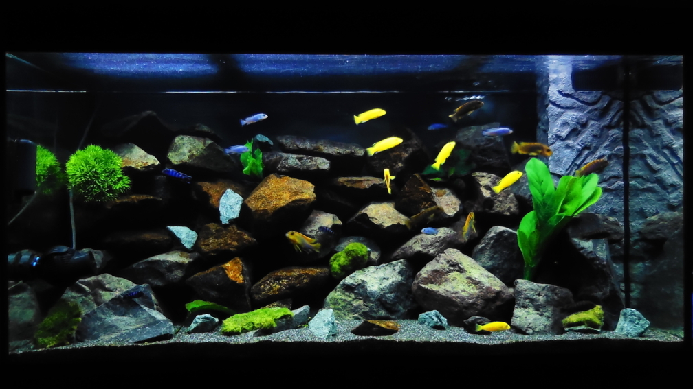 Aquarium Hauptansicht von Kevin`s Malawibecken