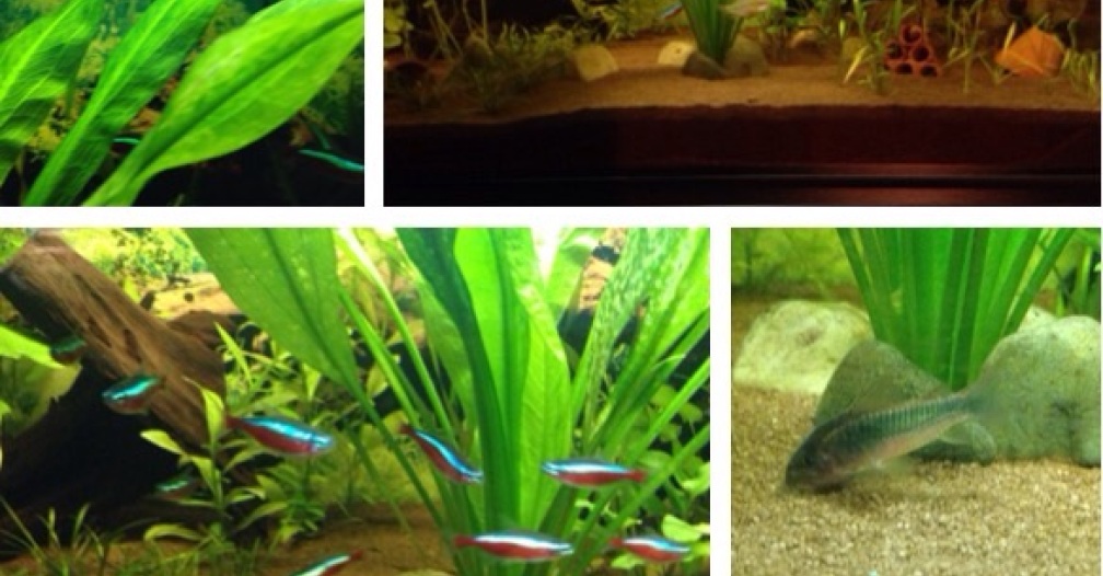 Aquarium Hauptansicht von Kleines Stück Südamerika