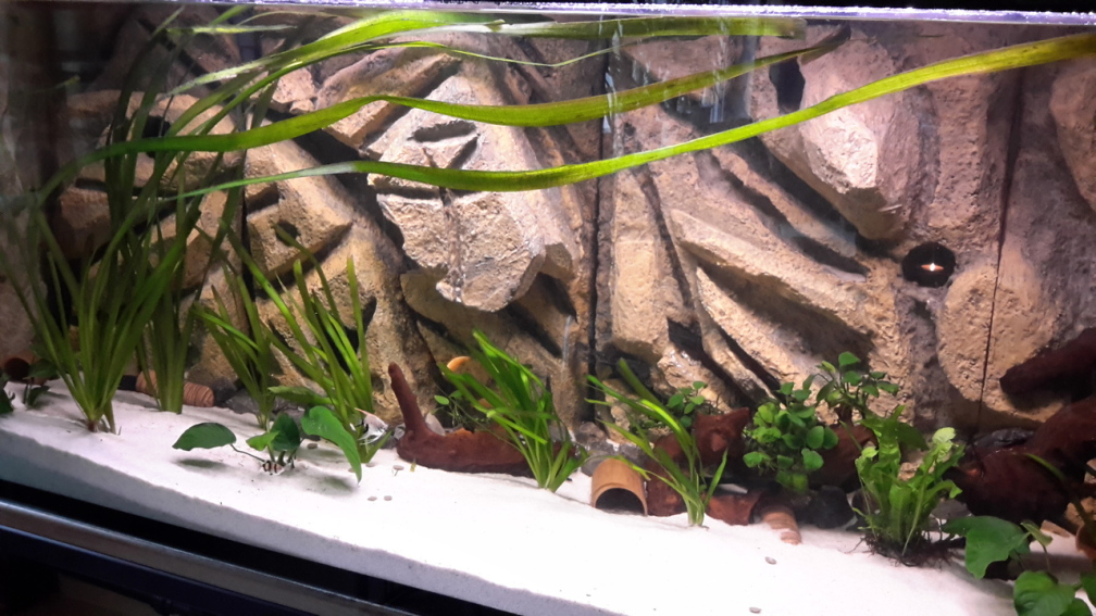 Aquarium Hauptansicht von Südamerika