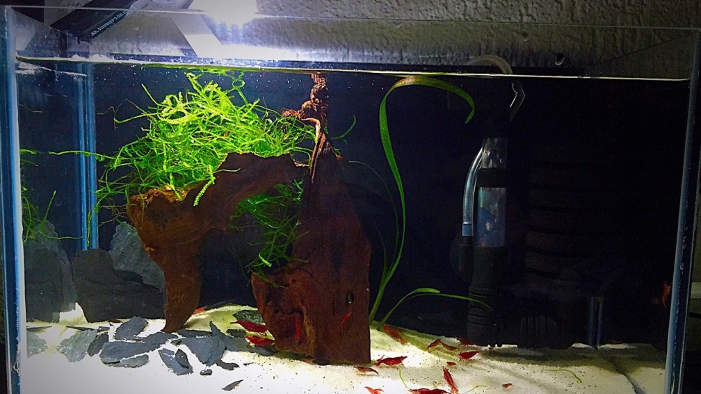 Aquarium Hauptansicht von Mini Paradies....