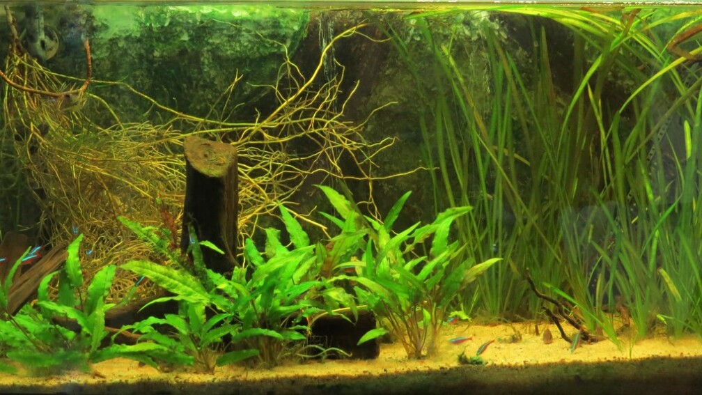 15.03.2016, nach Blaualgenplage, neu eingerichtet