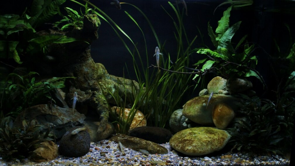 Aquarium Hauptansicht von Drachen Tank