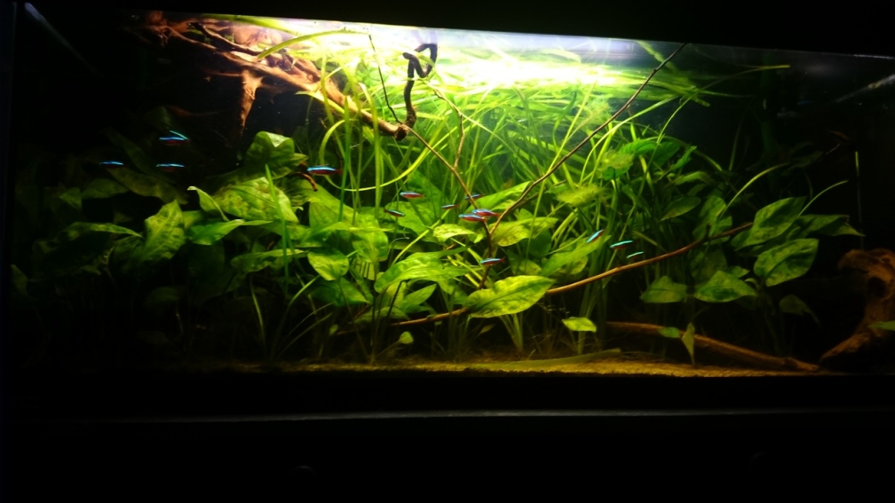 Aquarium Hauptansicht von Mein Becken