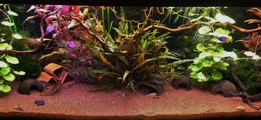 Aquarium Hauptansicht von Rainbow`s Home