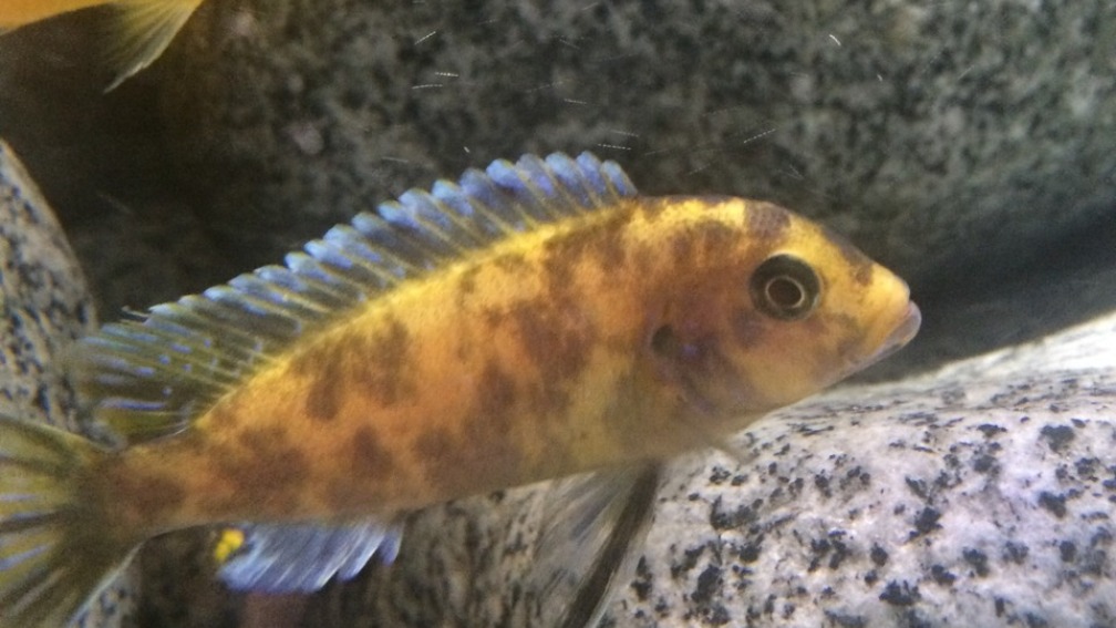 Aquarium Hauptansicht von Stone biotope of Mbunas